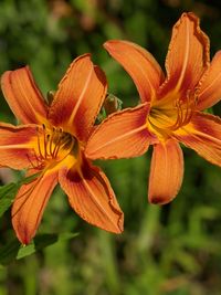 Close-up of day lily plant