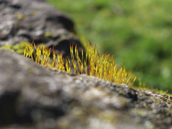 Close-up of moss on rock