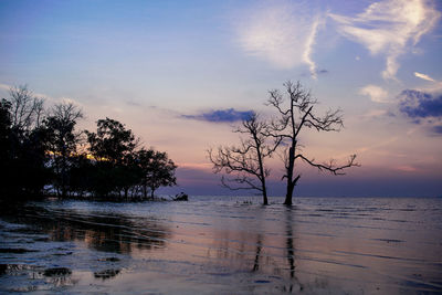 Silhouette bare tree by plants against sky during sunset