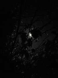 Low angle view of tree against sky at night