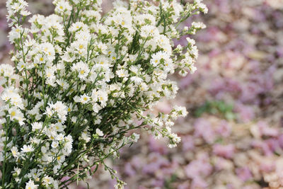 Close-up of white flowering plant