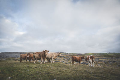 Cows on landscape against cloudy sky