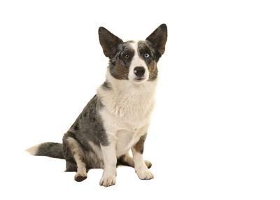 Portrait of dog sitting against white background