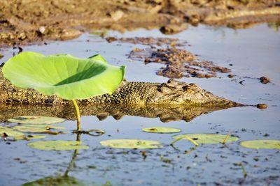 Crocodile hiding in swamp