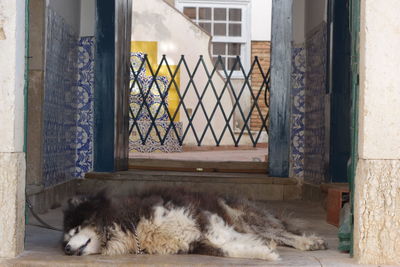 Cat sleeping in front of window