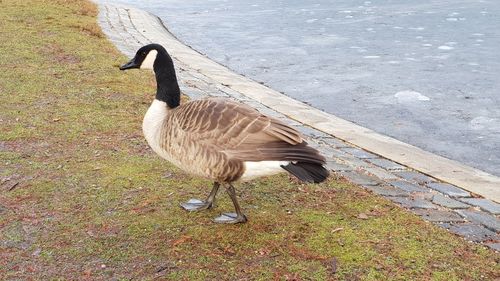 High angle view of bird in lake