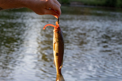 Close-up of hand holding fish