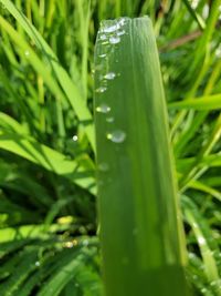 Close-up of wet grass