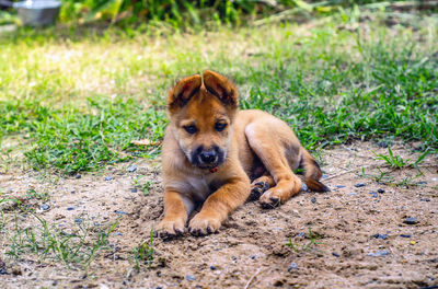 Portrait of dog on grass