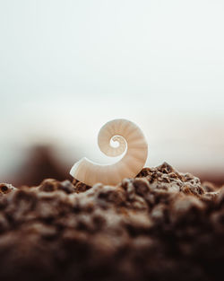 Beautiful perfect sea shell with spiral form	
in the beach from puerto rico