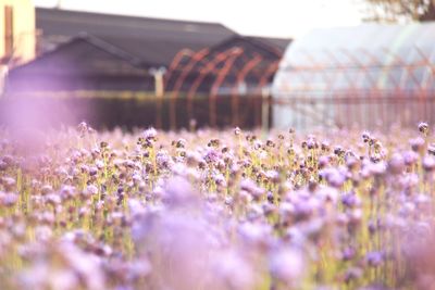 Close-up of pink flowering plants on land