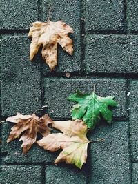 Close-up of fallen maple leaves