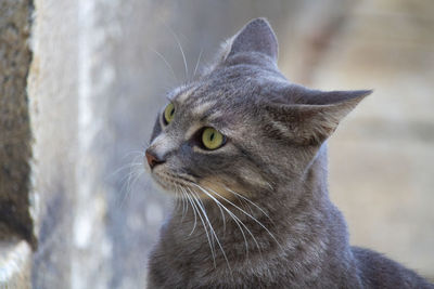 Close-up of a cat looking away