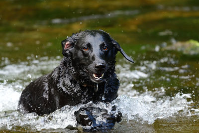 Portrait of a wet black labrador retriever playing in a river 