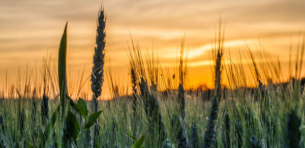 Close-up of grass growing on field against orange sky