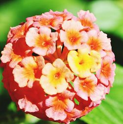 Close-up of fresh flowers blooming outdoors