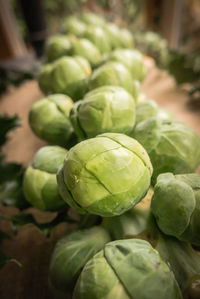 Close-up of vegetables