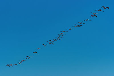 Flock of white pelicans flying in a line through the clear, blue sky.