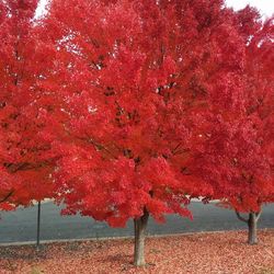 Red leaves on tree trunk