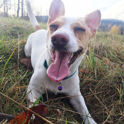 View of dog sticking out tongue on field