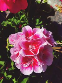 Close-up of pink flower