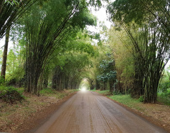Road amidst trees in forest
