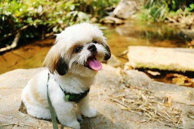 Shih tzu yawning while sitting on rock