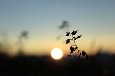 Close-up of silhouette plant against sky during sunset