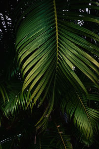 Close-up of palm tree