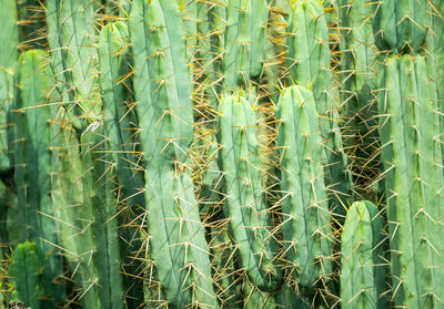 Full frame shot of succulent plants on field