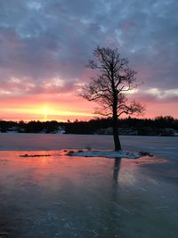 Bare tree on snow covered landscape against sunset sky