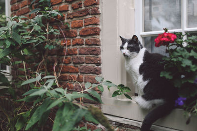 Cat sitting on window sill by plants in back yard
