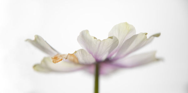 Close-up of white flowering plant