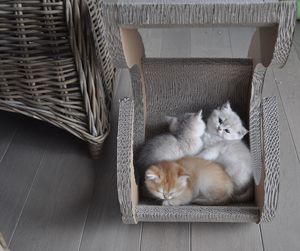 High angle view of cat relaxing at home