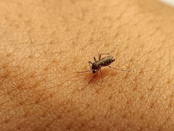 Close-up of insect on hand