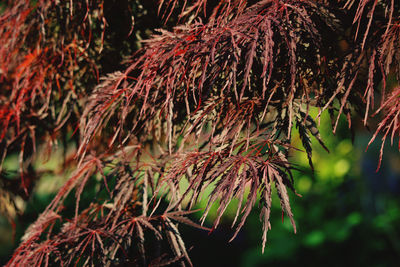 Close-up of dry leaves on tree