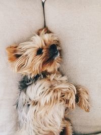 Close-up of dog at home