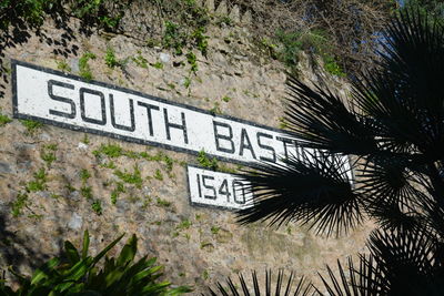 Close-up of palm tree