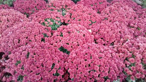 Full frame shot of pink flowers