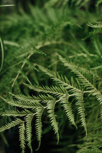 Full frame shot of plants