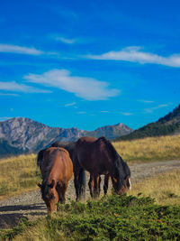 Cows grazing on field against sky