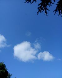 Low angle view of trees against blue sky