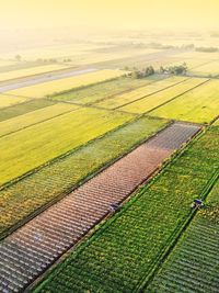 Scenic view of agricultural field
