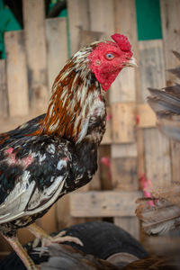 Close-up of rooster