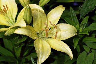 Close-up of raindrops on leaves