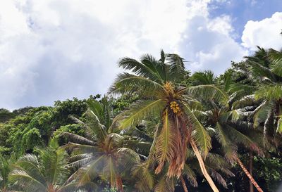 Low angle view of palm trees against sky