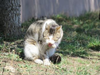 View of a cat on field