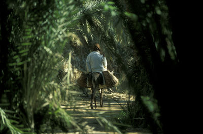 Rear view of woman standing in forest