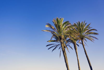 Low angle view of palm tree against clear blue sky