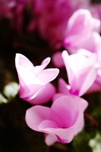 Close-up of pink crocus